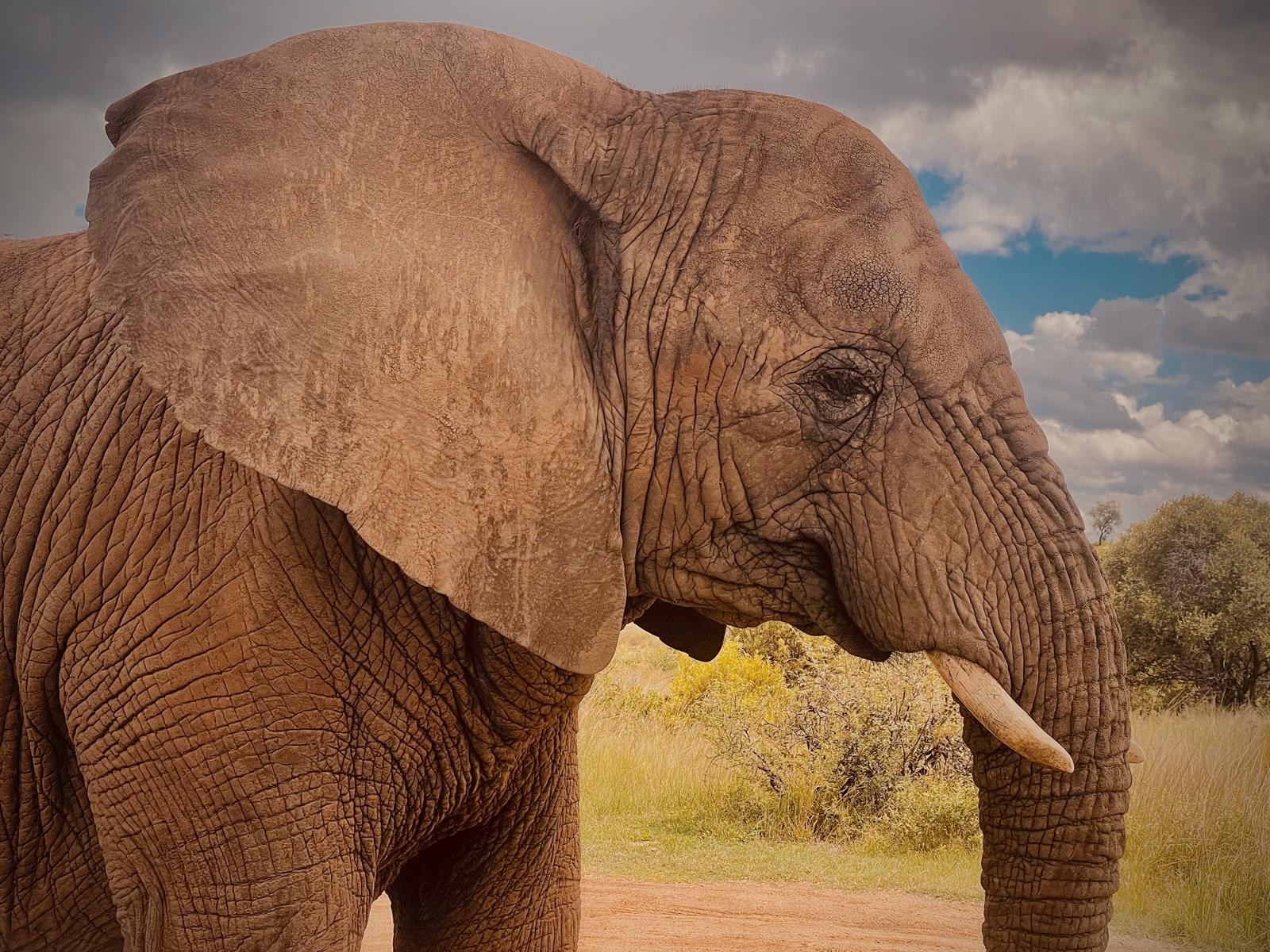 African elephant close-up portrait