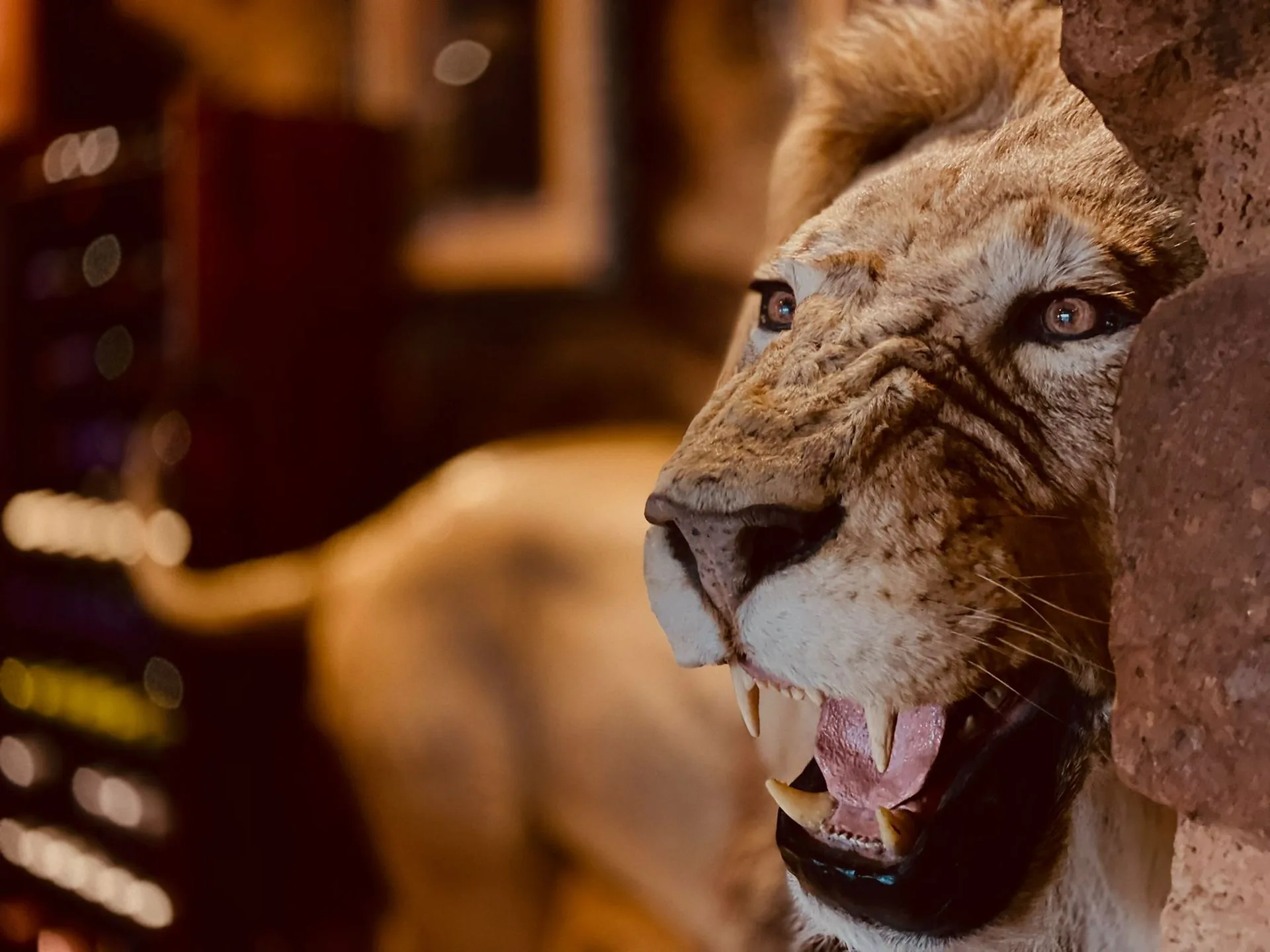 Lion sculpture in lodge interior at night