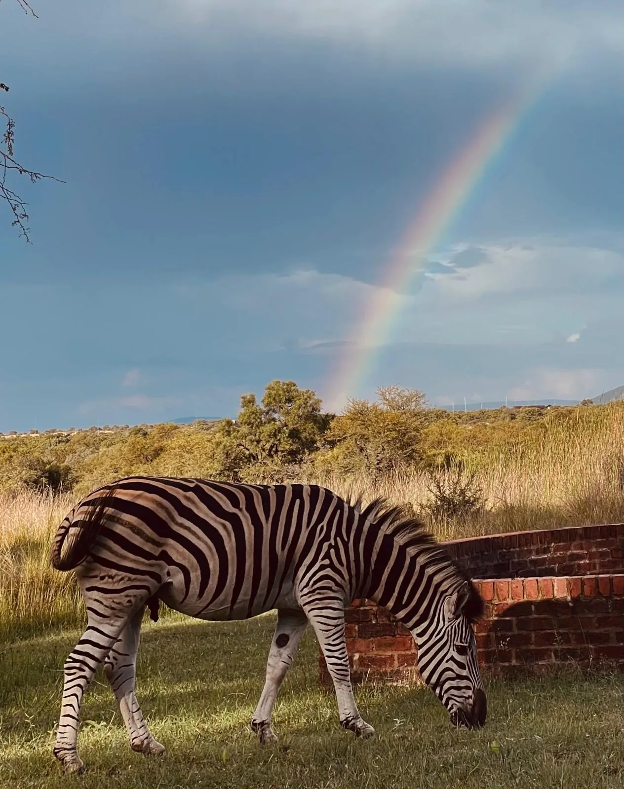 Zebra grazing beneath a rainbow